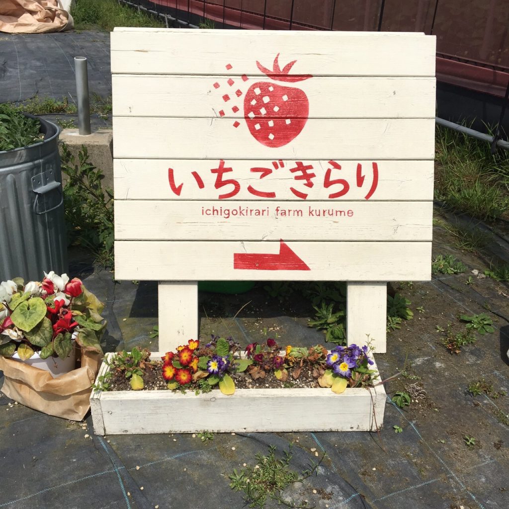いちご狩り