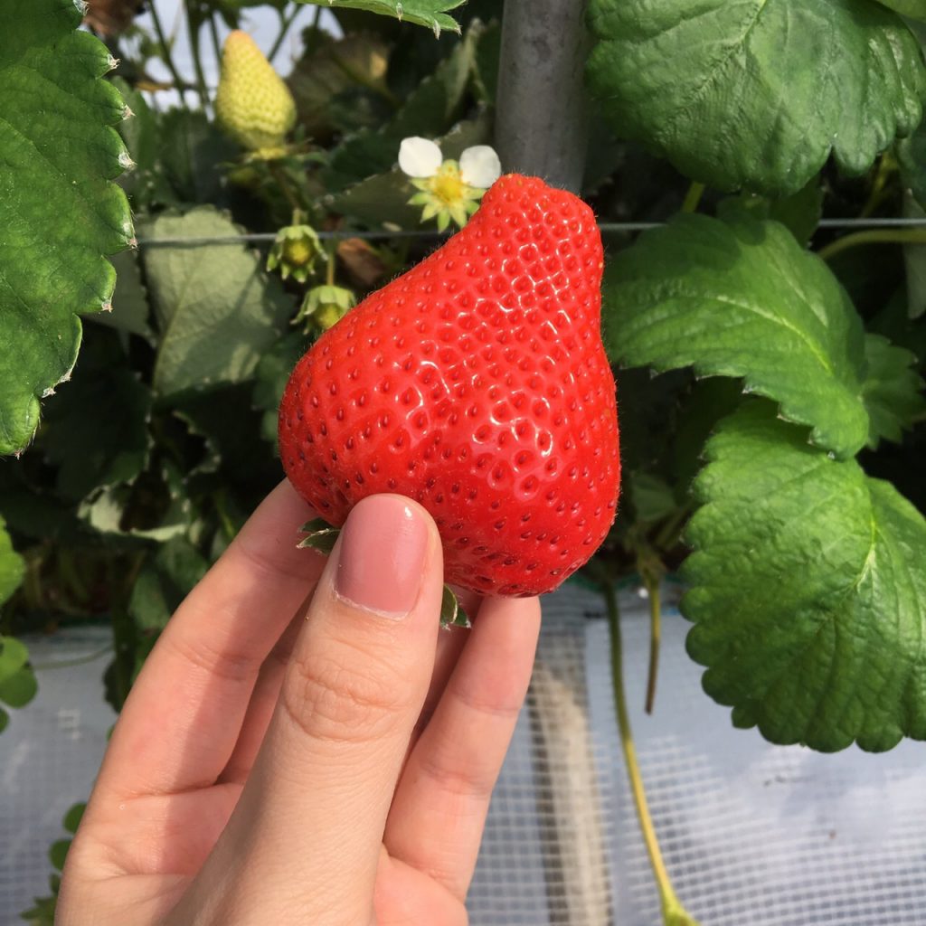 あまおう