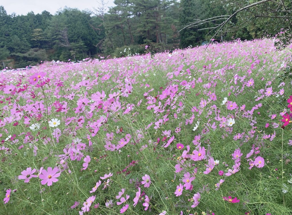 とよのコスモスの里